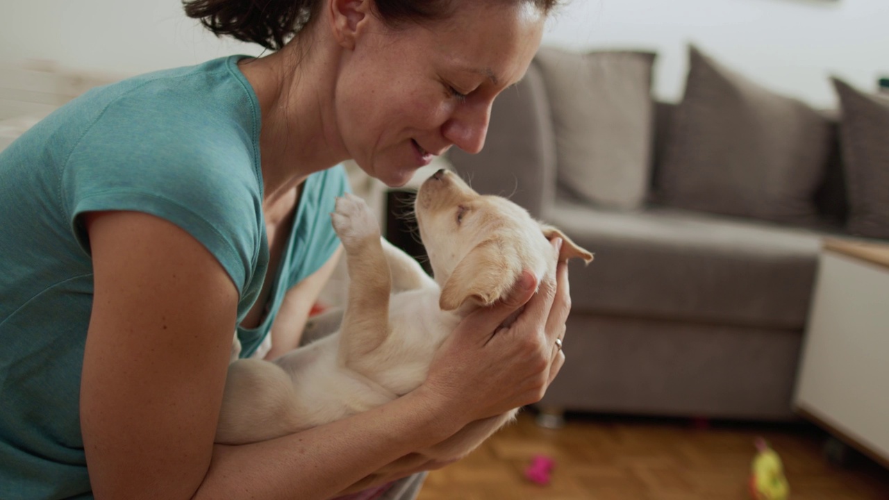 拉布拉多犬在一位女士的家中玩耍视频素材