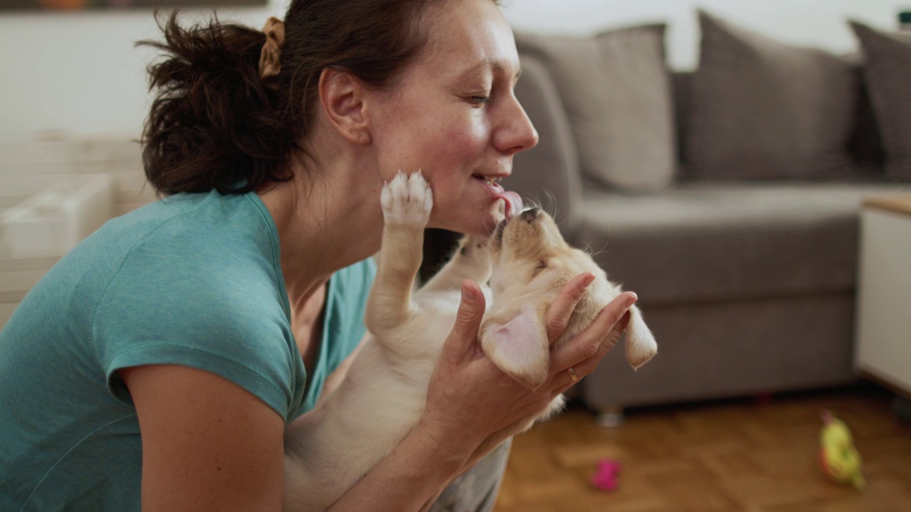 拉布拉多犬在一位女士的家中玩耍视频素材