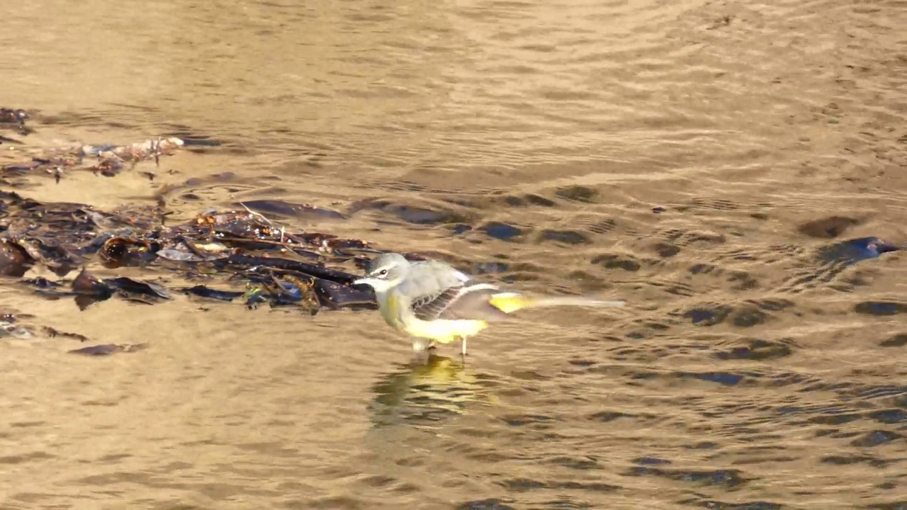 Lavandera Cascadena或灰色wagtail, Motacilla cinerea，在河流的水流中寻找食物。视频素材