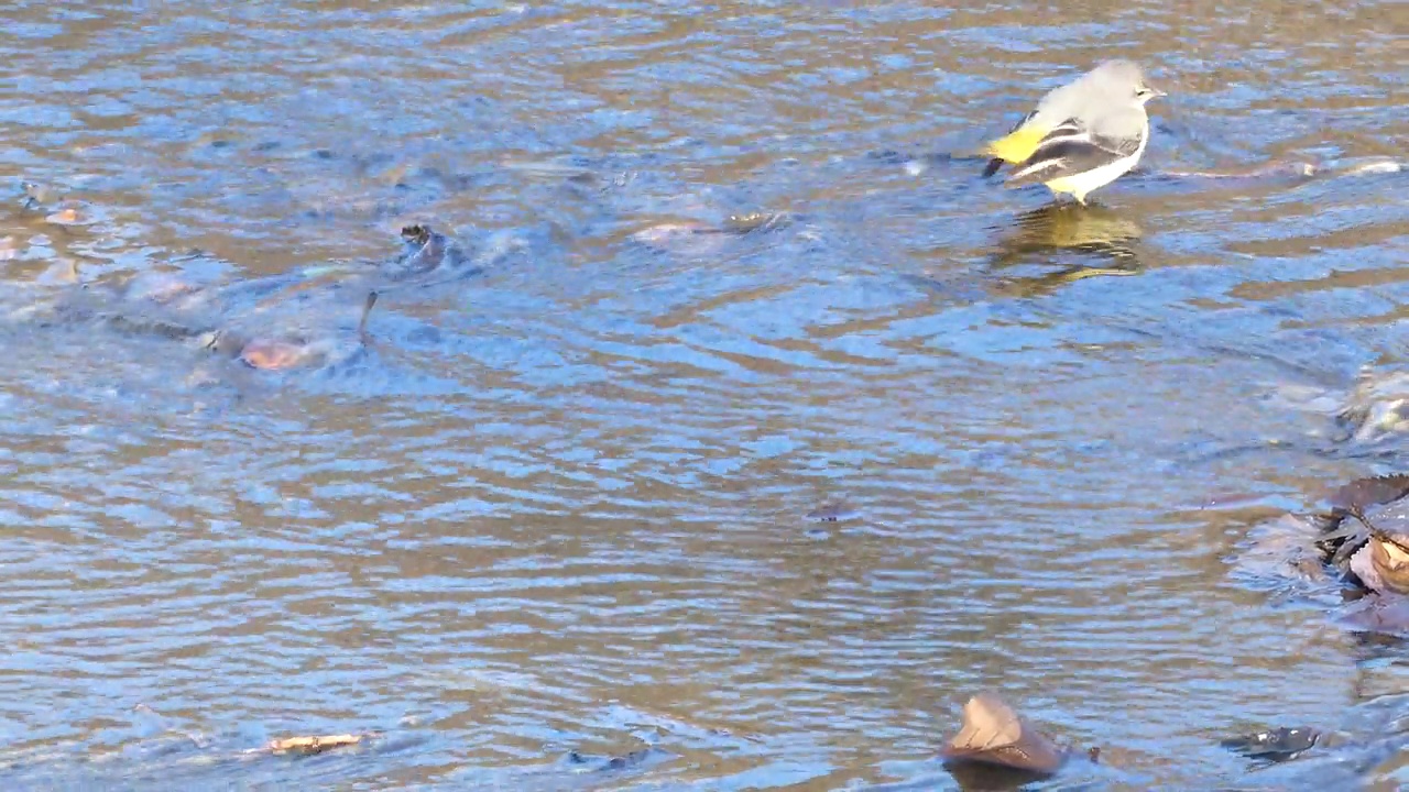 Lavandera Cascadena或灰色wagtail, Motacilla cinerea，在河流的水流中寻找食物。视频素材