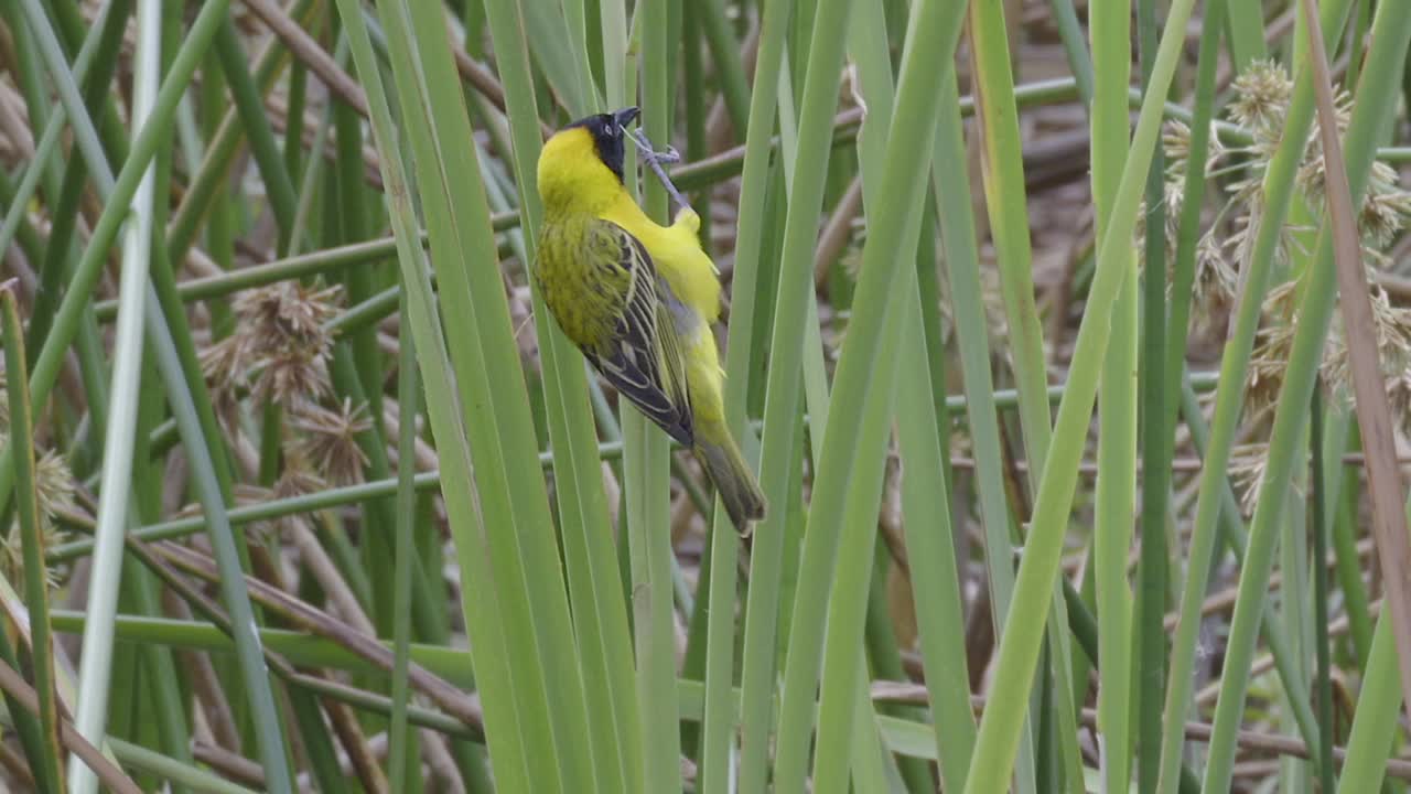 较小的蒙面织布收集材料视频素材