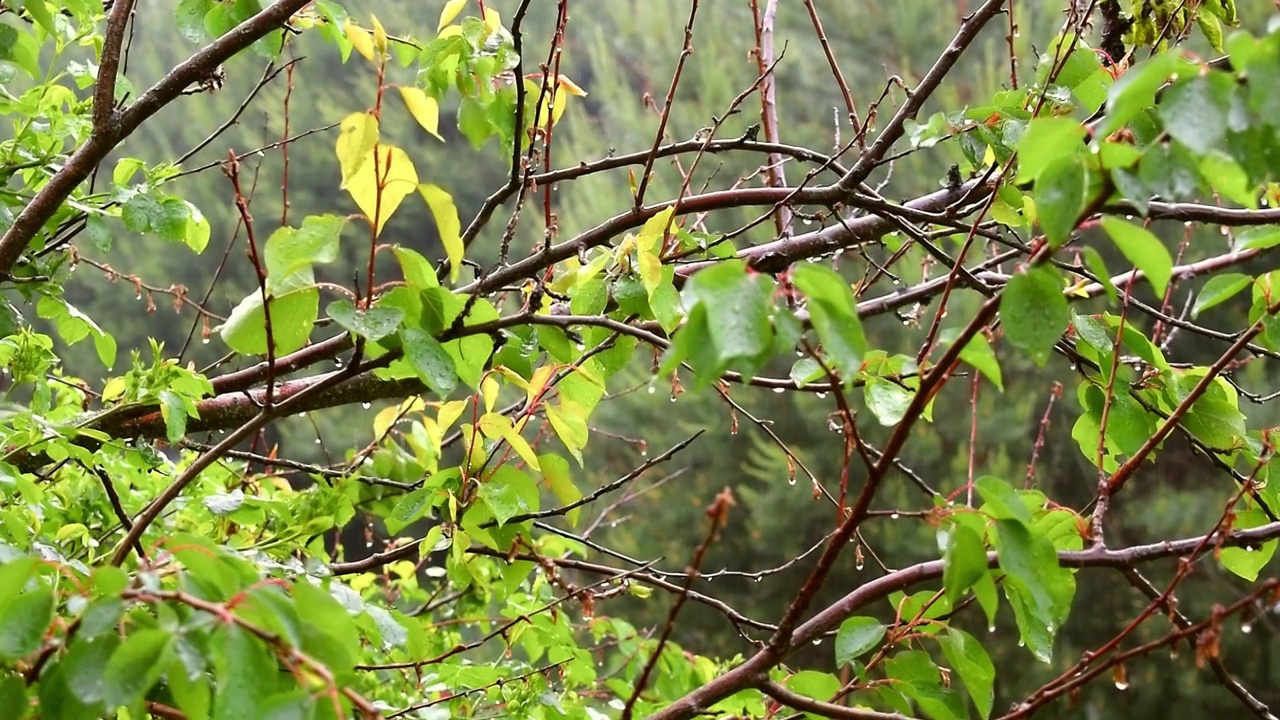 从房子的窗户看雨，阵雨，雨水，水滴落在绿色的灌木上，与模糊的树木自然背景在夏天的春天在森林或花园视频下载