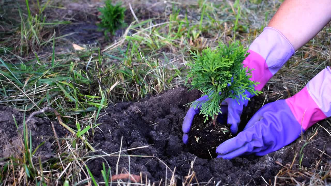 妇女手握和种植绿色小针叶树植物发芽从花盆与土壤，地面上的草地自然背景在花园，森林，公园。生态友好、有机、生态视频下载