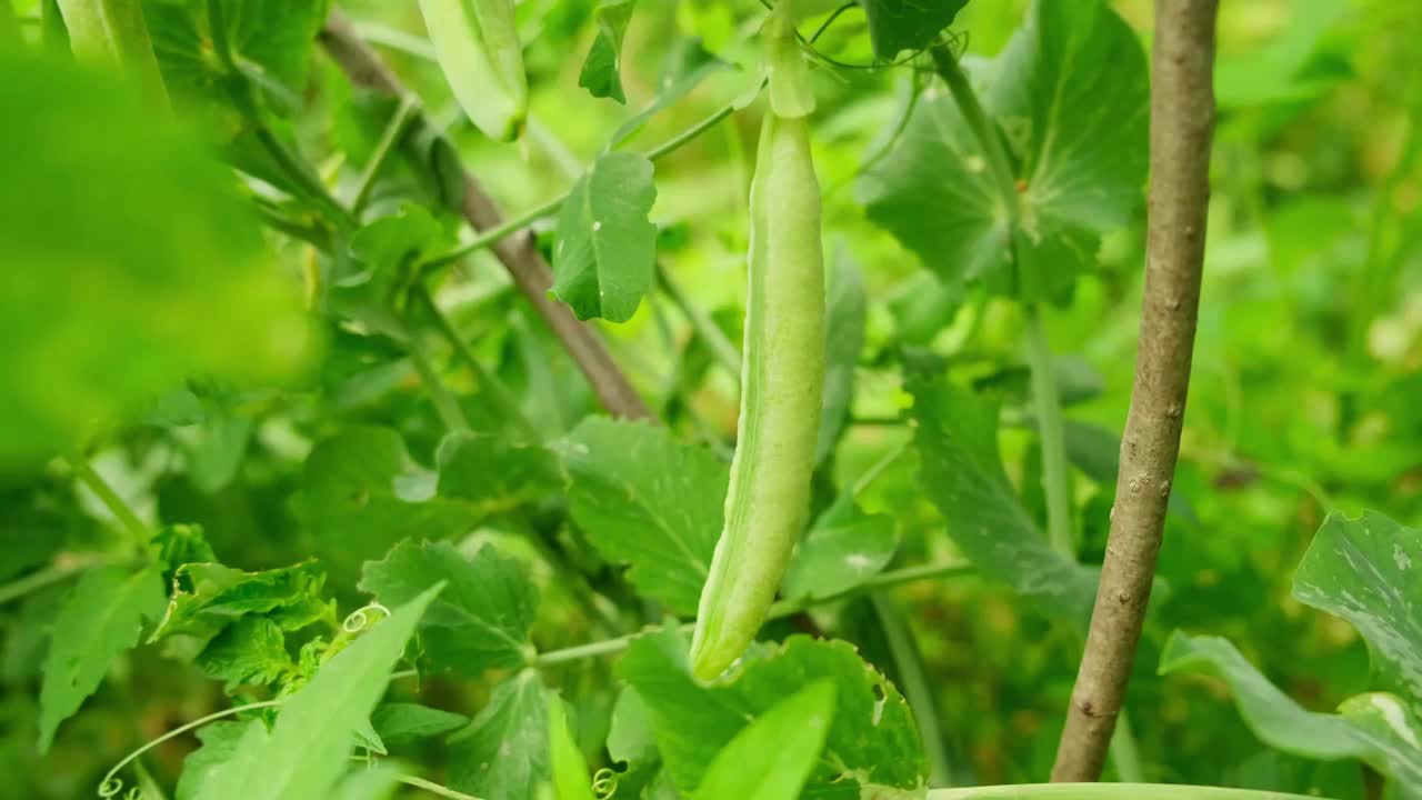 园艺和农业概念。完美的绿色新鲜成熟的有机豌豆，可以在花园的树枝上收获。素食主义者家庭种植的食物。当地花园出产干净的豌豆荚。视频素材