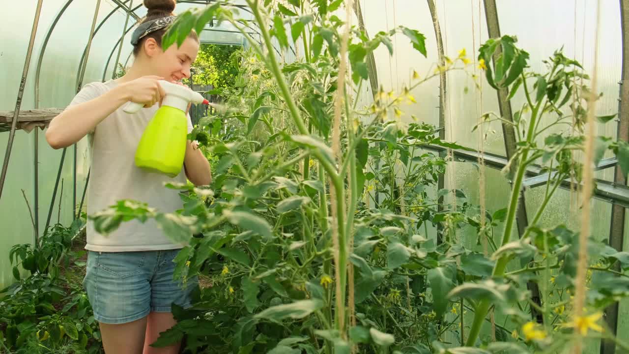 园艺和农业概念。女园丁农场工人拿着喷雾瓶和浇水施肥番茄植株。女孩在家里的温室园艺。温室生产。有机蔬菜。视频素材