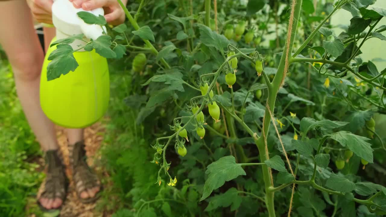 园艺和农业概念。农场女工手持喷雾器，为番茄植株浇水施肥。女人在家里的温室园艺。温室生产。蔬菜食品生产。视频素材