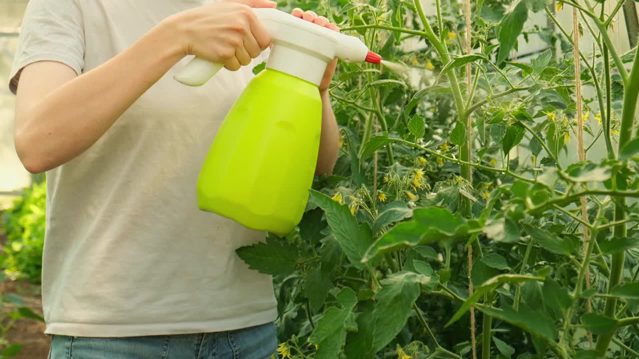 园艺和农业概念。女园丁农场工人拿着喷雾瓶和浇水施肥番茄植株。女孩在家里的温室园艺。温室生产。有机蔬菜。视频素材