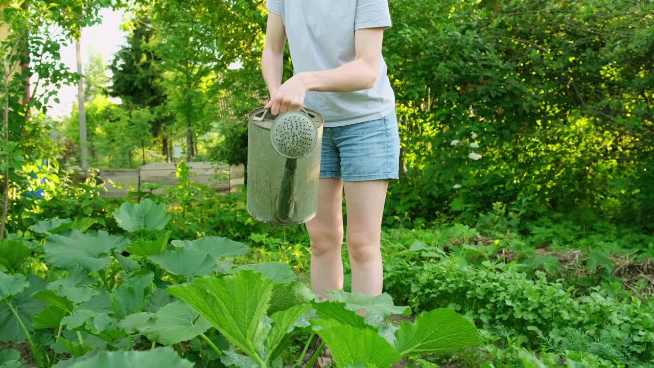 园艺农业概念。女园丁农场工人拿着浇水罐和浇水灌溉植物。女孩在花园里种花。自家种植的有机食品。当地菜园出产干净的蔬菜。视频素材