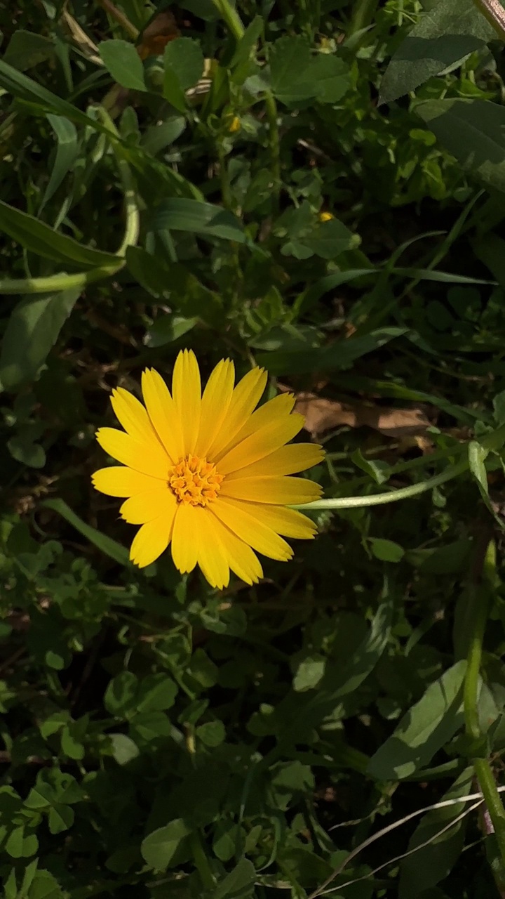 美丽的黄花视频素材