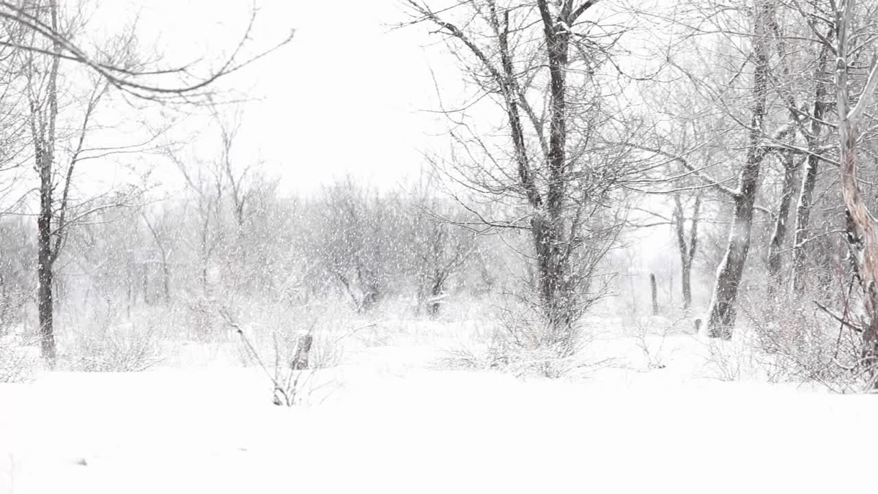 冬天公园里的雪树视频素材