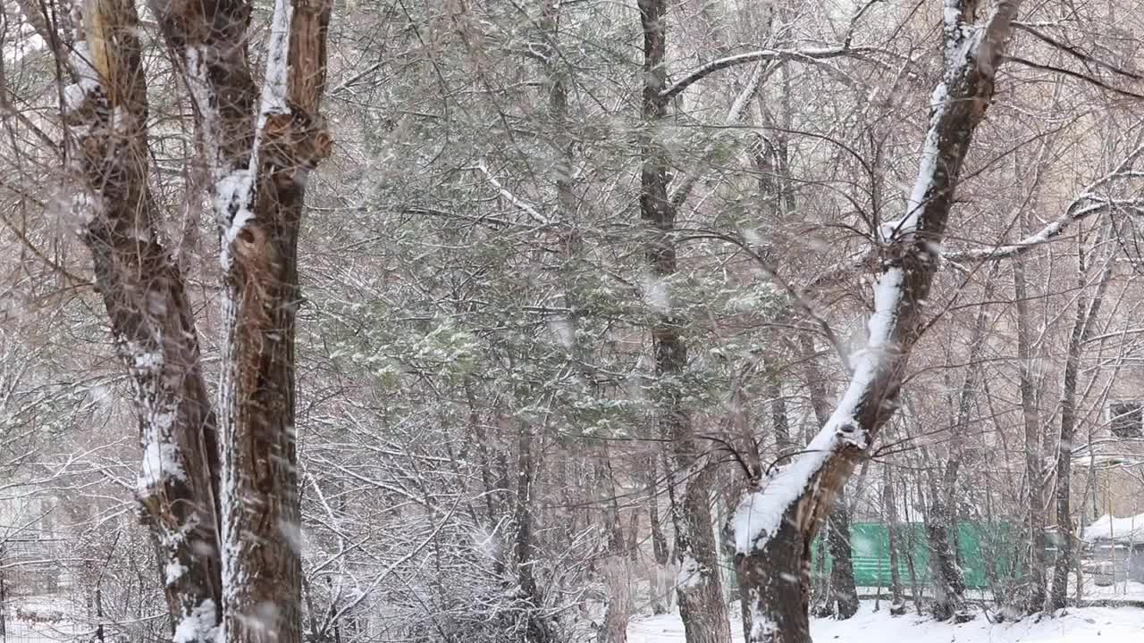 冬天积雪的树木接近视频素材