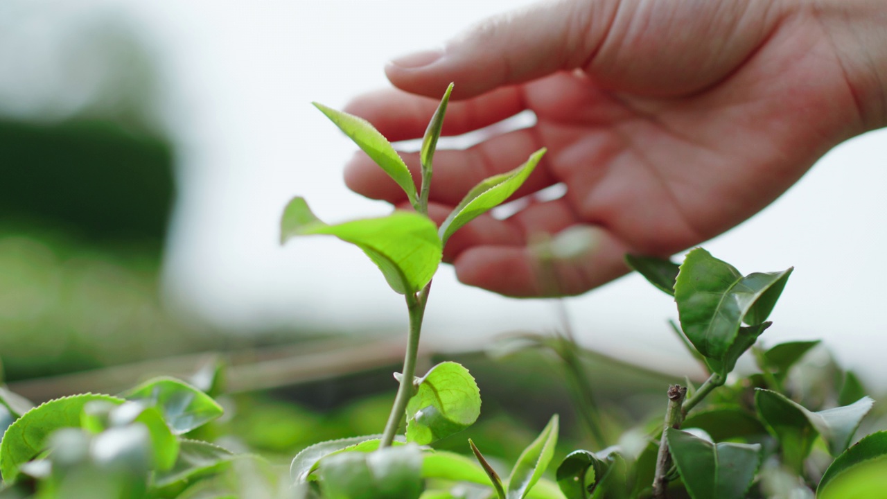 闭合新鲜绿茶茶叶视频素材