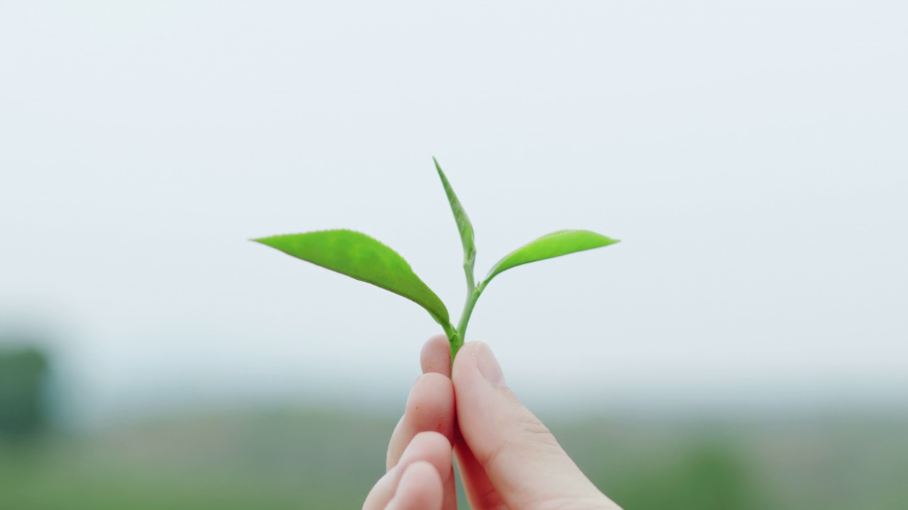 闭合新鲜绿茶茶叶视频素材