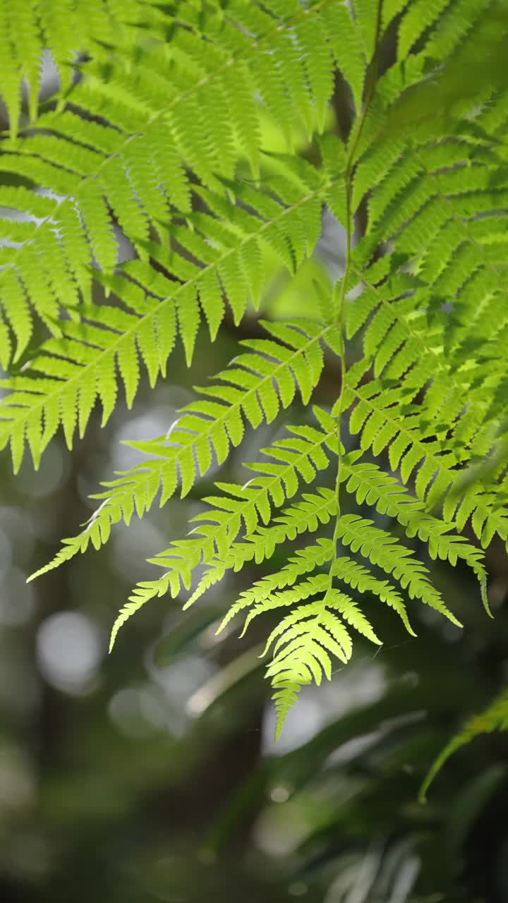 热带雨林中一种蕨类植物，浅绿色的叶子在微风中摇曳，部分阳光照射在它的表面。视频素材