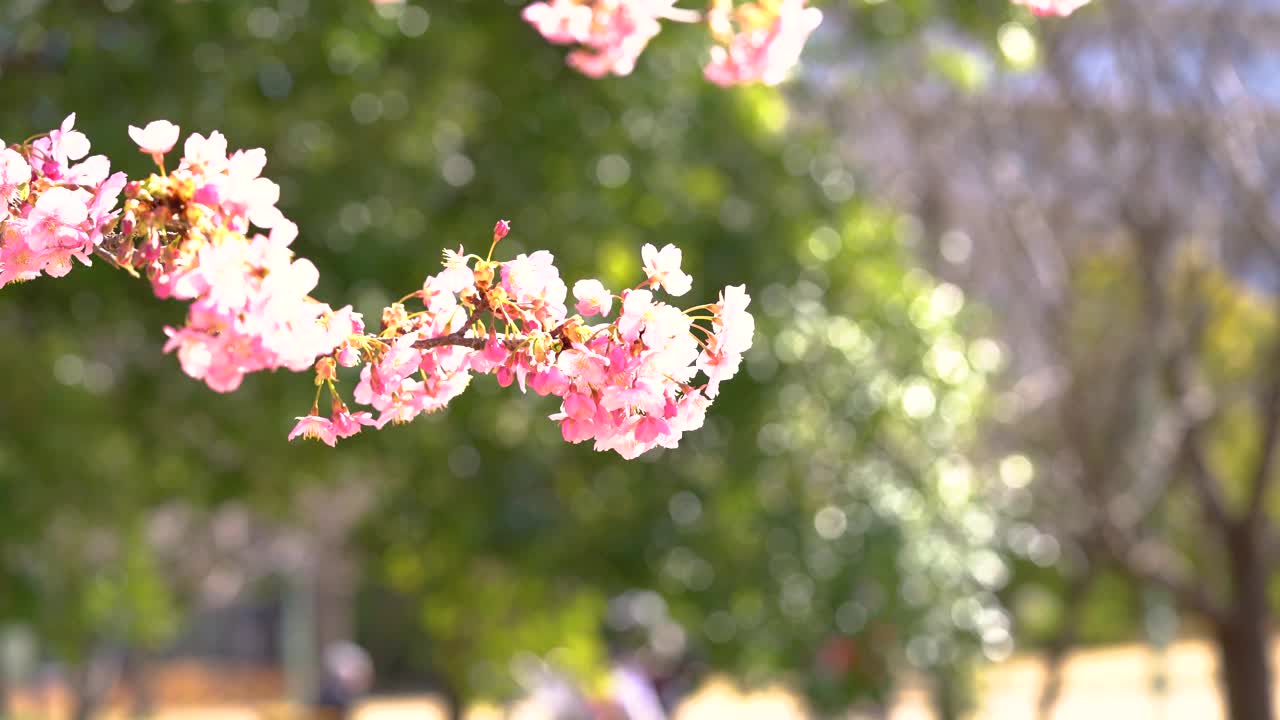 樱花盛开视频素材