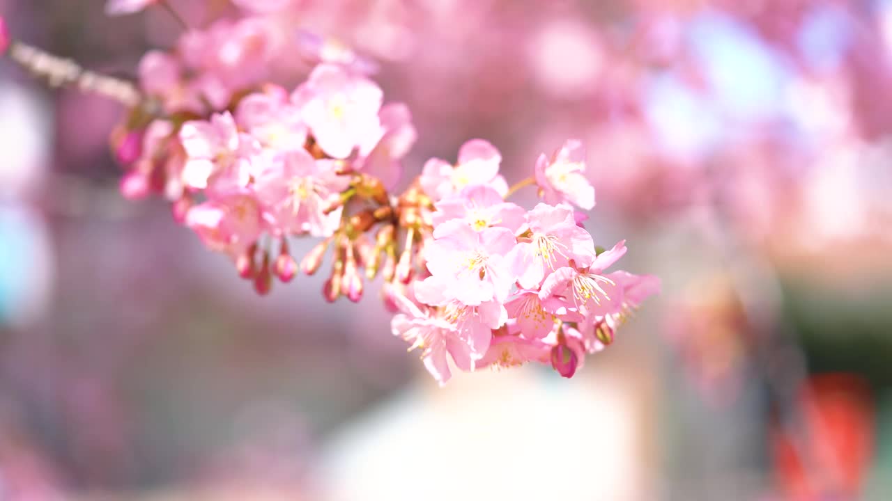 樱花盛开视频素材