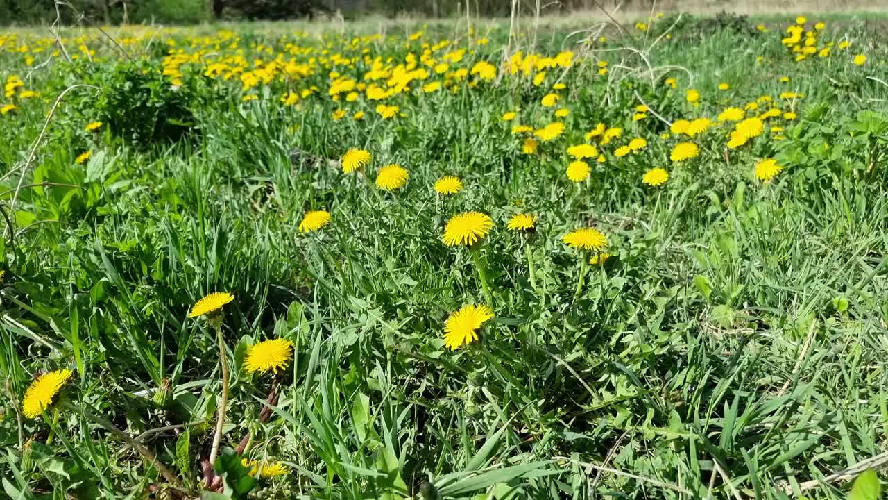 蒲公英在春天开花视频素材