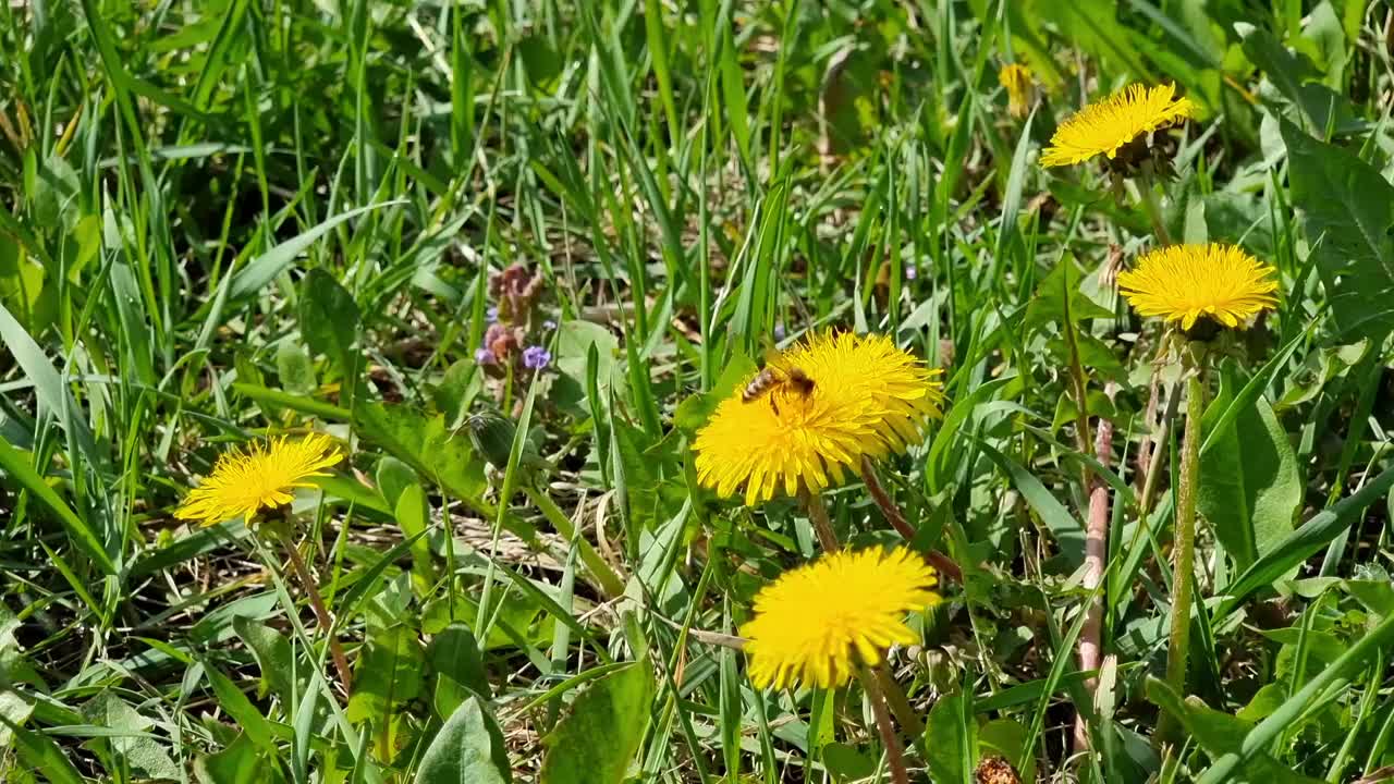 蒲公英在田野里绽放，蜜蜂为黄花授粉。视频素材