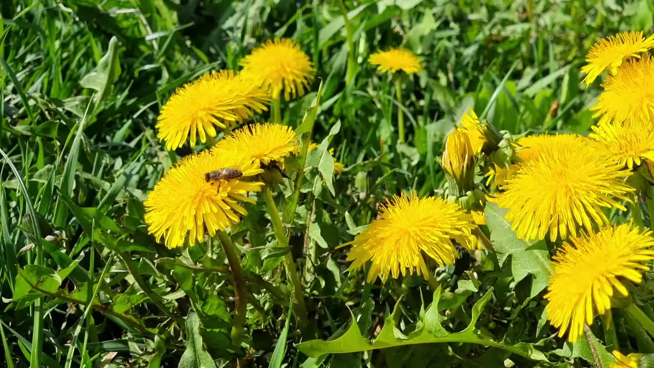 蒲公英在田野里盛开，蜜蜂在授粉视频素材