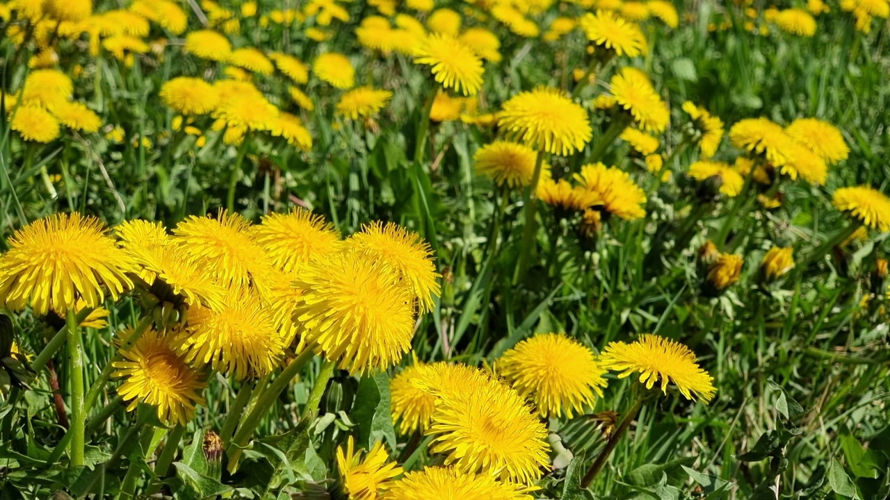 蒲公英在田野里盛开视频素材