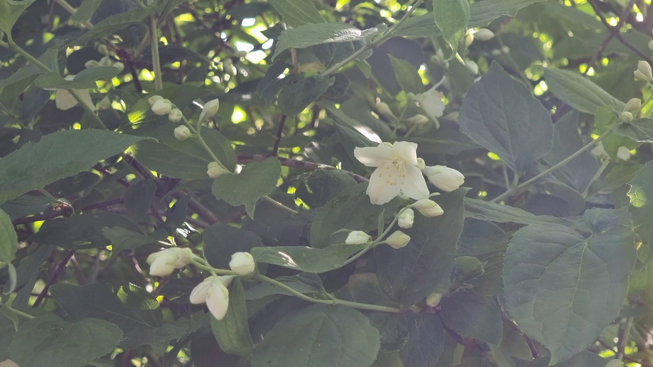 白色的花蕾和茉莉花在绿色的灌木上绽放。视频素材