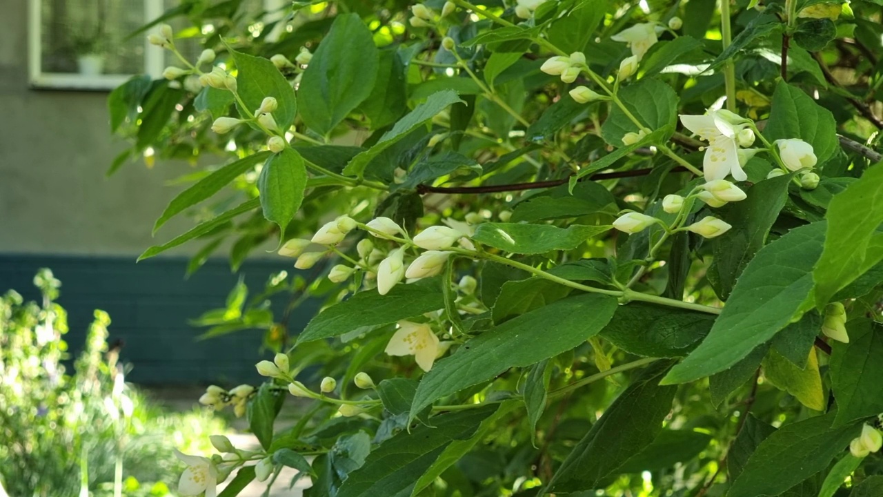 春天，绿色灌木上的白色花蕾和茉莉花。视频素材