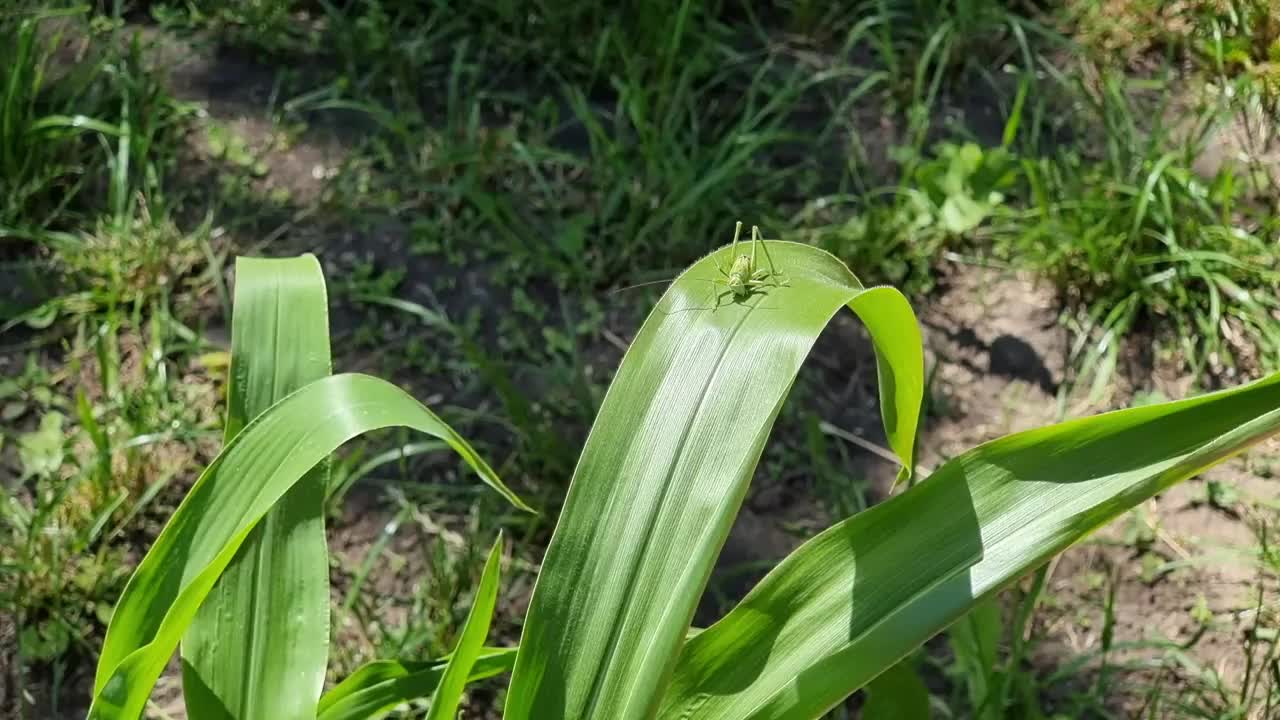 一只绿色的小蚱蜢坐在花园里的一片玉米叶子上，在风中摇摆。蝗虫视频素材