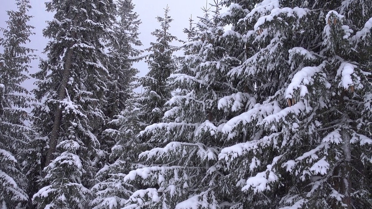 冬季景观与松树。冬天森林里的雪。阴天寒冷山区冰雪覆盖的冷杉。美丽的圣诞冬季景观与向下向上看视频素材