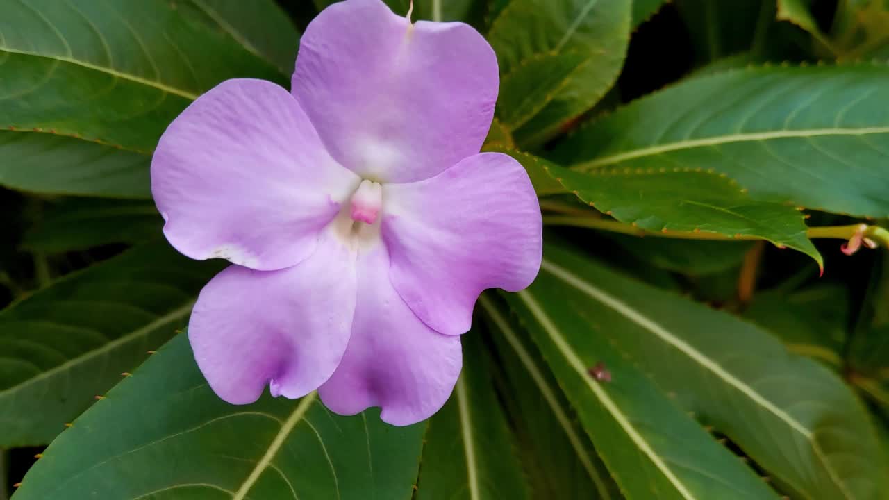 近距离观察玫瑰Catharanthus。实用药用植物视频素材