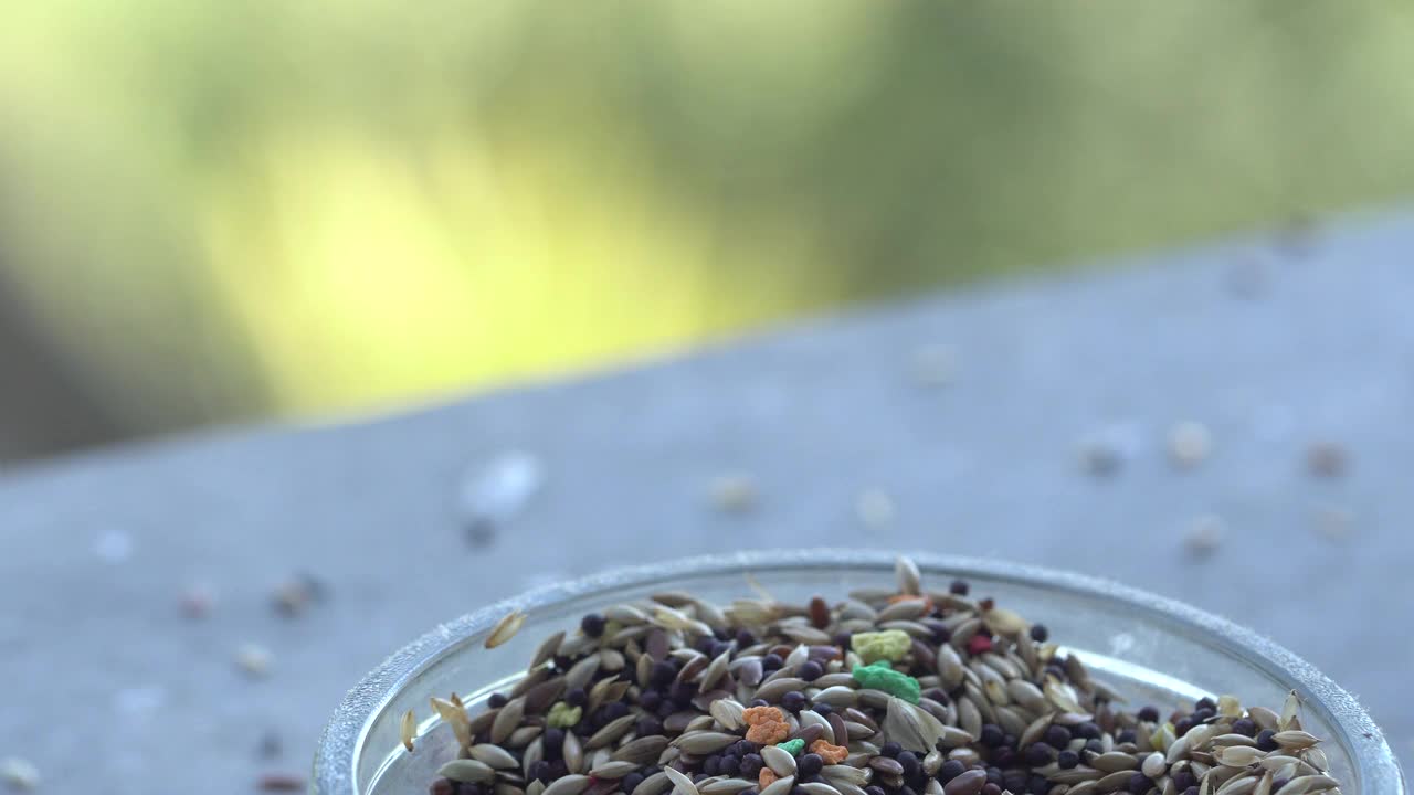 普通麻雀在窗前，玻璃罐里吃种子。视频素材