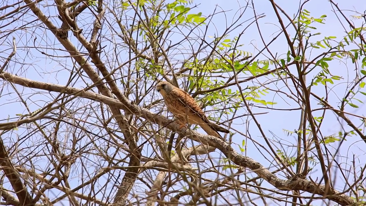 雌性小隼(Falco naumanni)视频素材