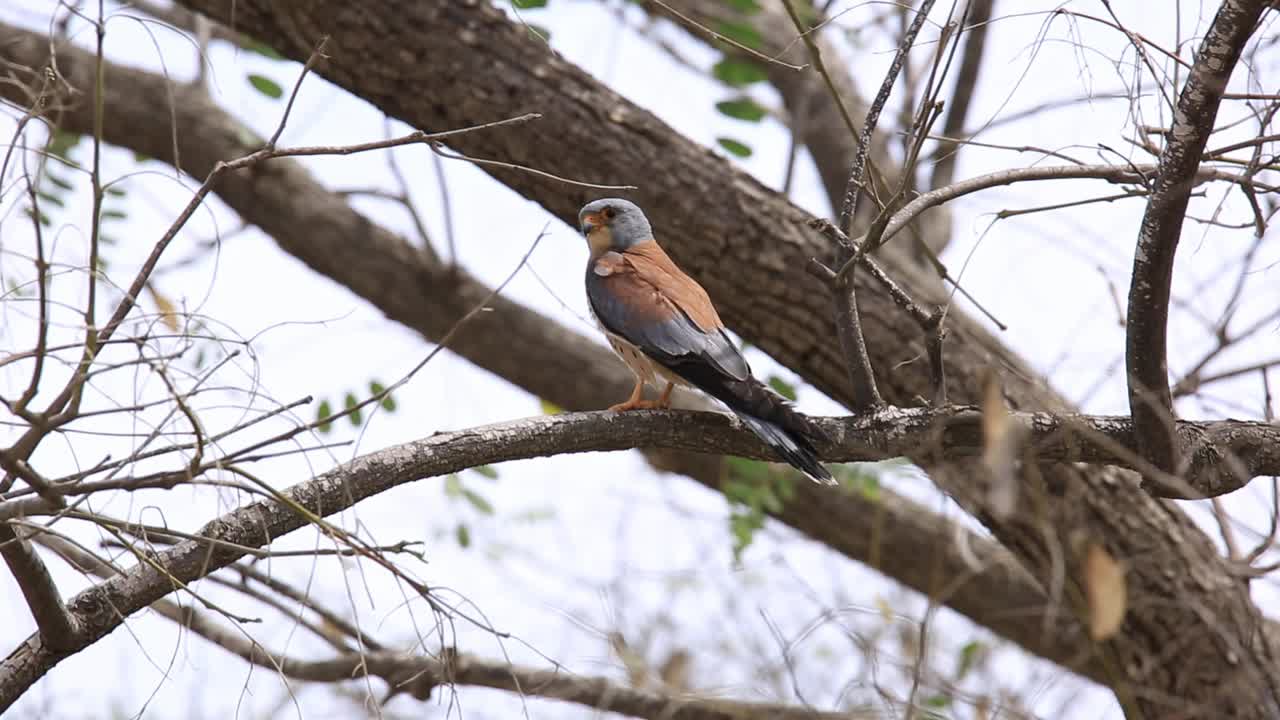 雄性小隼(Falco naumanni)视频素材