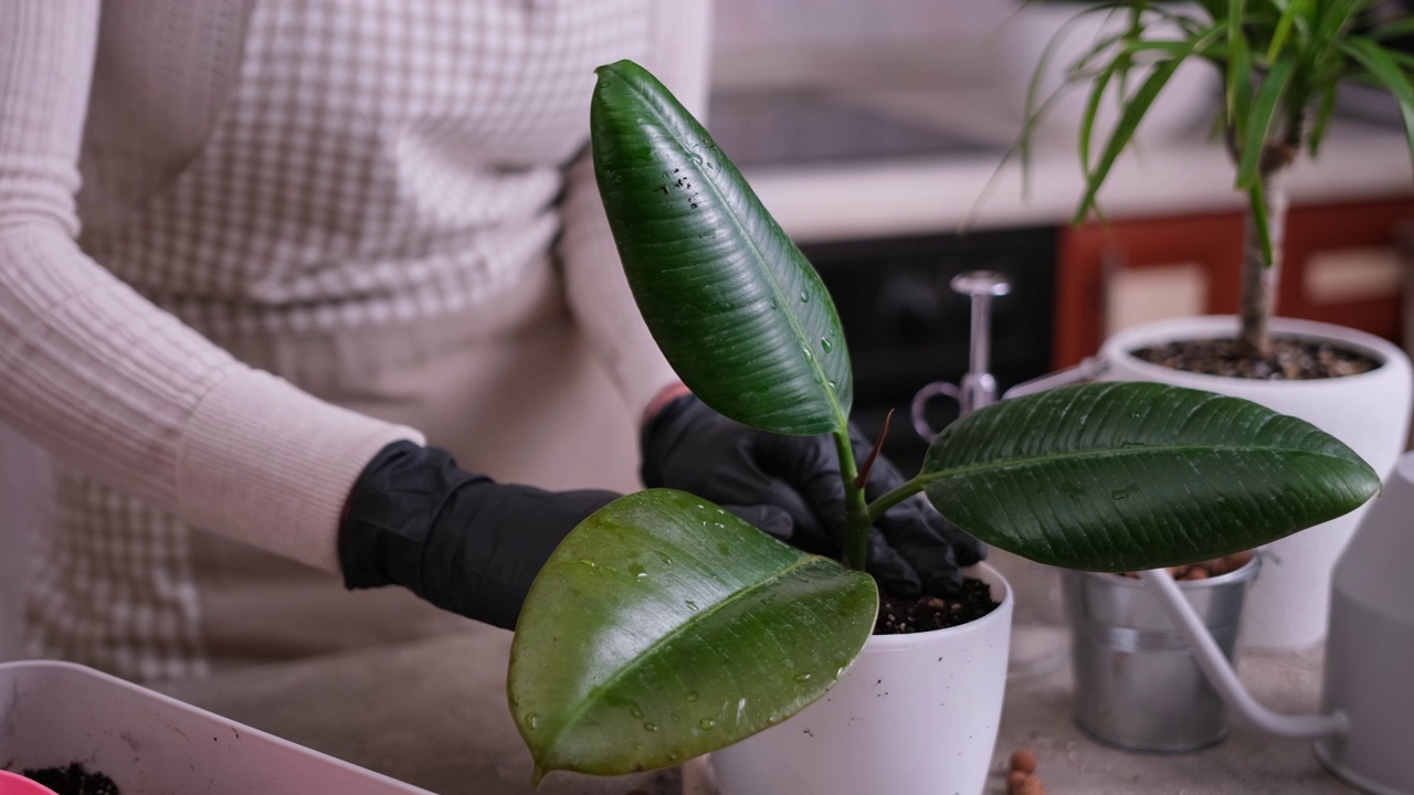 妇女在家中种植松榕根茎视频素材