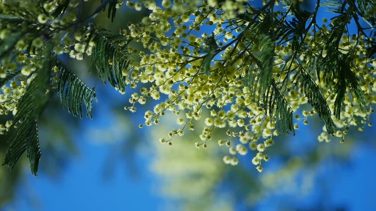 美丽的亮黄色多毛含羞草花特写。初春盛开的含羞草树随风摇曳。阳光明媚的春日。金合欢dealbata。春天花园里的蓬松花朵，阳光灿烂视频素材