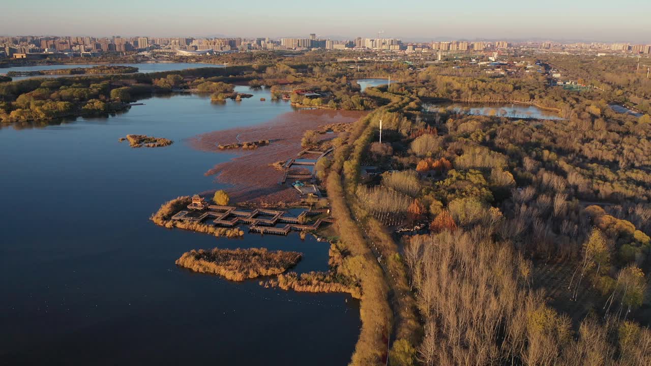 有许多树木的湿地公园。视频素材