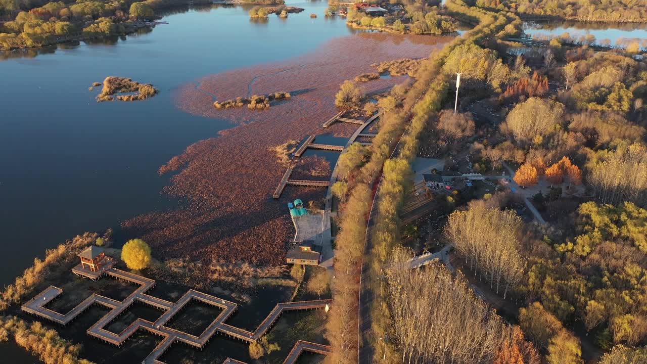 有许多树木的湿地公园。视频素材