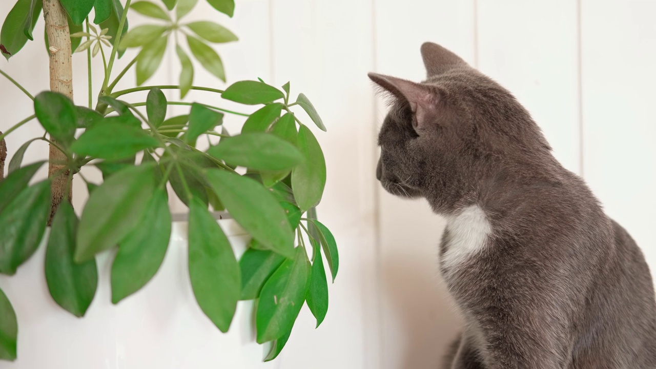 宠物和室内植物。灰色条纹家猫坐在附近的房子植物。图片用于兽医诊所，关于猫的网站，猫粮。花盆里的小猫和家里的花。动物和家里的花视频素材