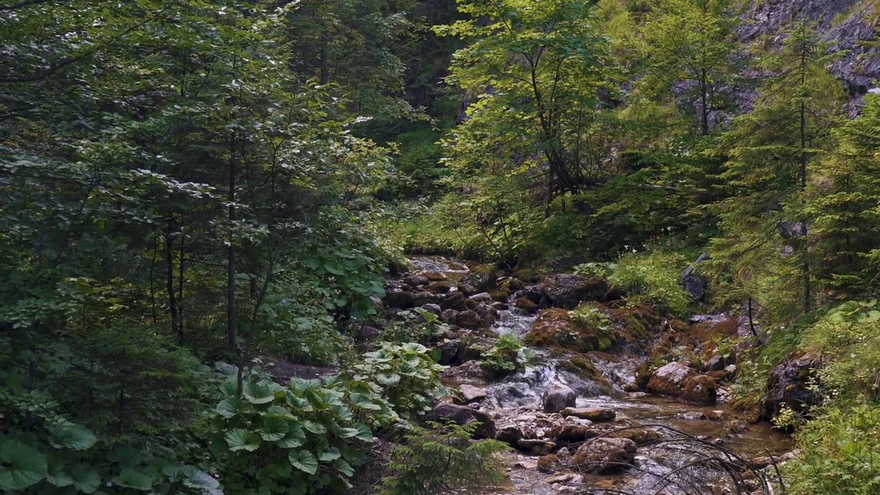 波兰扎科帕内塔特拉山国家公园。山河附近的旅游徒步路线河。塔特拉斯山脉西部的山谷视频素材