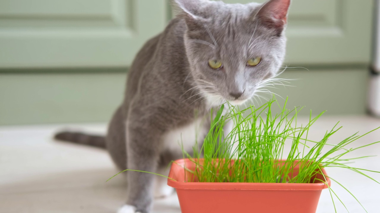 猫吃草。猫在吃绿草。家猫在吃盆栽的小麦植物芽。天然毛球处理。小猫在家里嚼着新鲜的燕麦片。情感视频，宠物健康视频素材