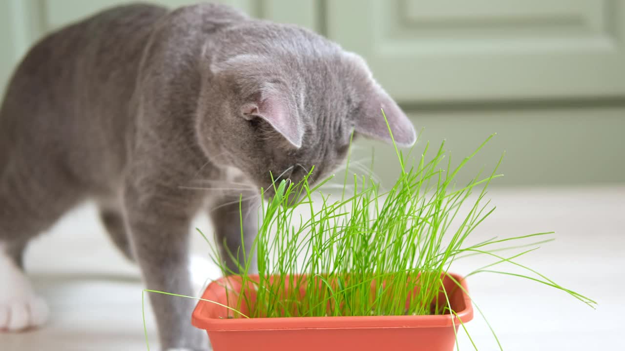 猫吃草。猫在吃绿草。家猫嚼着锅里的麦芽。天然毛球处理。特写小猫在家里咀嚼新鲜的燕麦。情感视频，宠物的健康视频素材