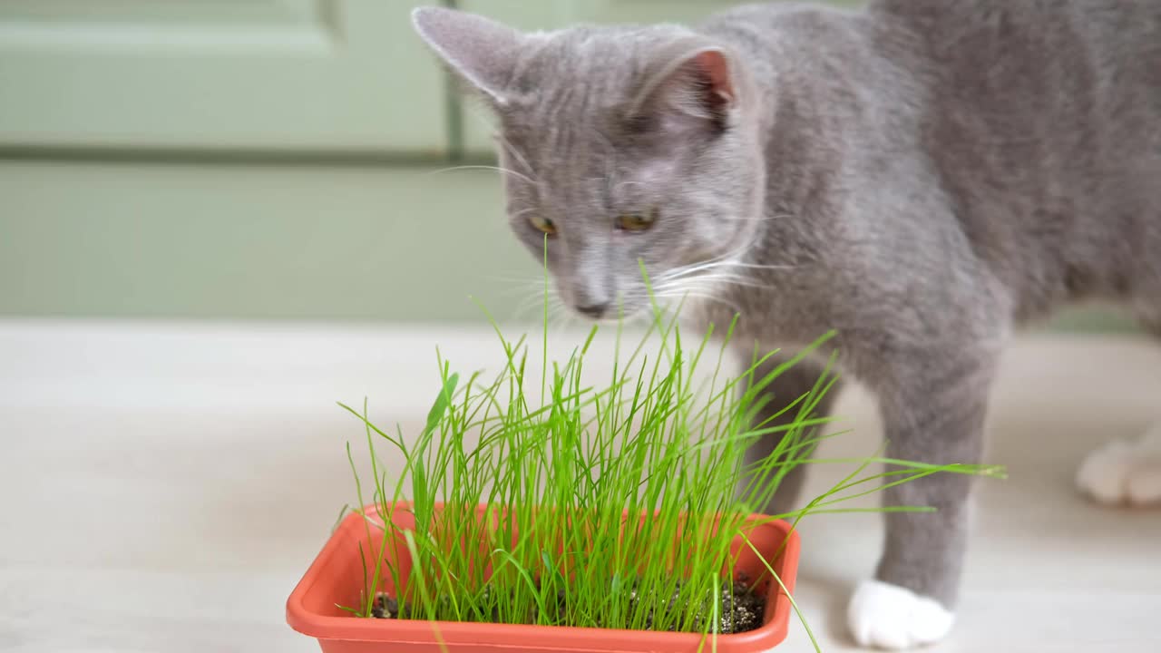 猫吃草。猫在吃绿草。家猫嚼着锅里的麦芽。天然毛球处理。特写小猫在家里咀嚼新鲜的燕麦。情感视频，宠物的健康视频素材