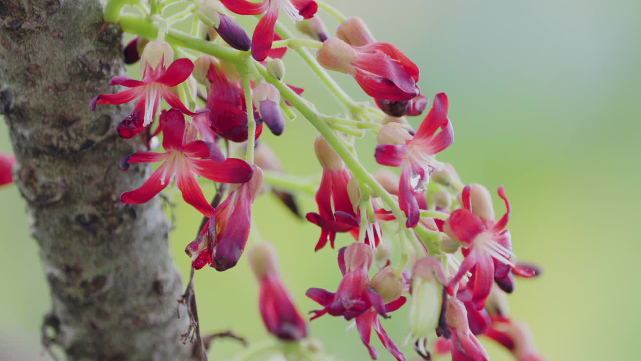 正在开花的Averrhoa bilimbi树很小，颜色是红色和粉红色视频素材