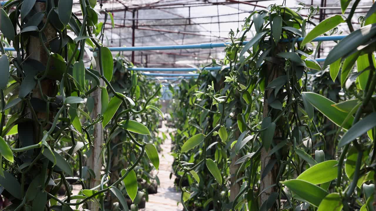 香草花在花园里盛开。香草花是一种小而娇嫩的花，典型的颜色是黄绿色。视频下载