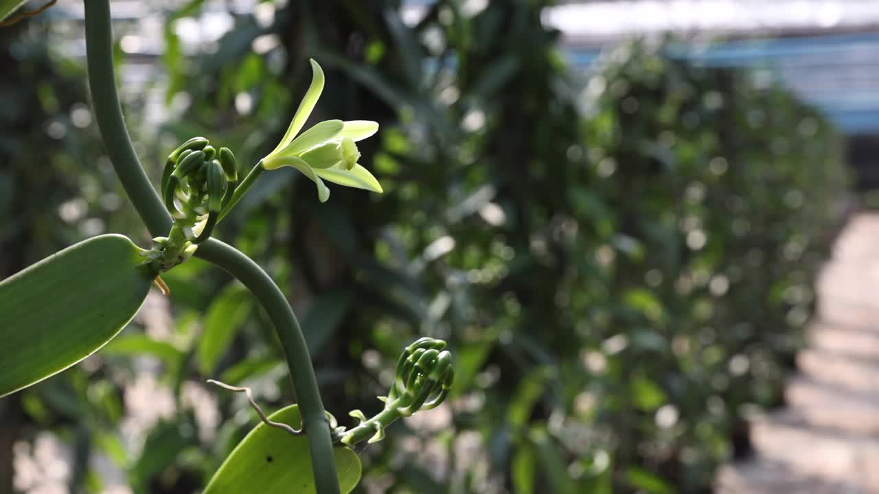 香草花在花园里盛开。香草花是一种小而娇嫩的花，典型的颜色是黄绿色。视频下载