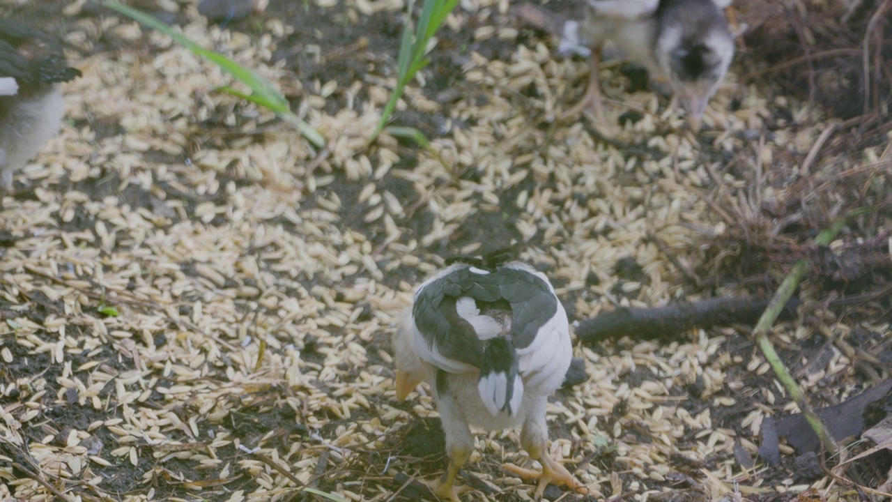 放养鸡(gallus domesticus)的三只小鸡在花园里的地上觅食视频素材