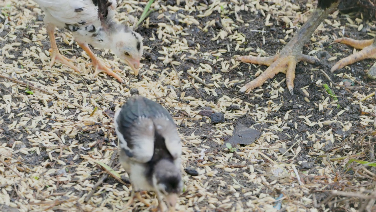 一只放养鸡(gallus domesticus)的母鸡和她的两只小鸡在寻找食物视频素材