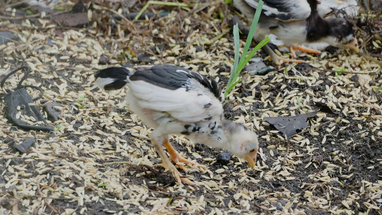 一只放养鸡(gallus domesticus)的母鸡和她的两只小鸡在寻找食物视频素材