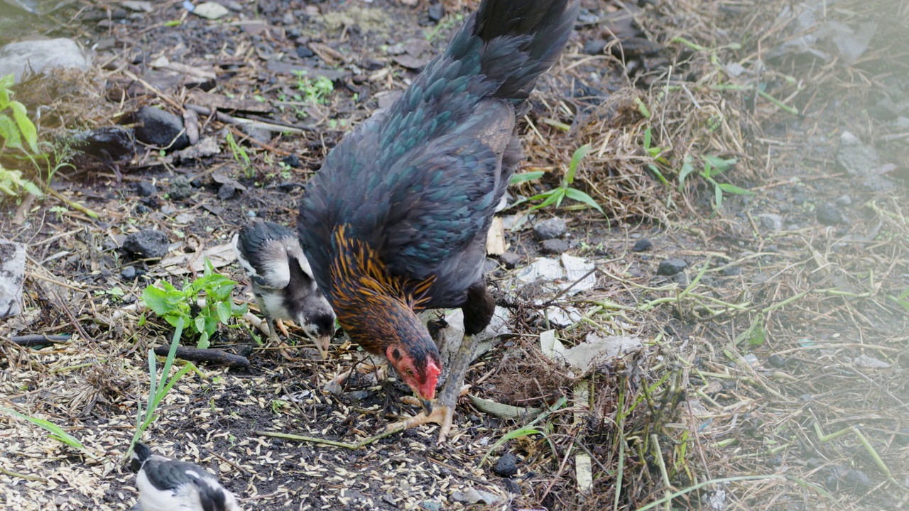 一只放养鸡(gallus domesticus)的母鸡妈妈在照看三只正在寻找食物的小鸡视频素材