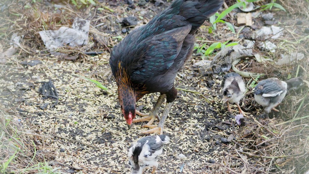 一只放养鸡(gallus domesticus)的母鸡妈妈在照看三只正在寻找食物的小鸡视频素材