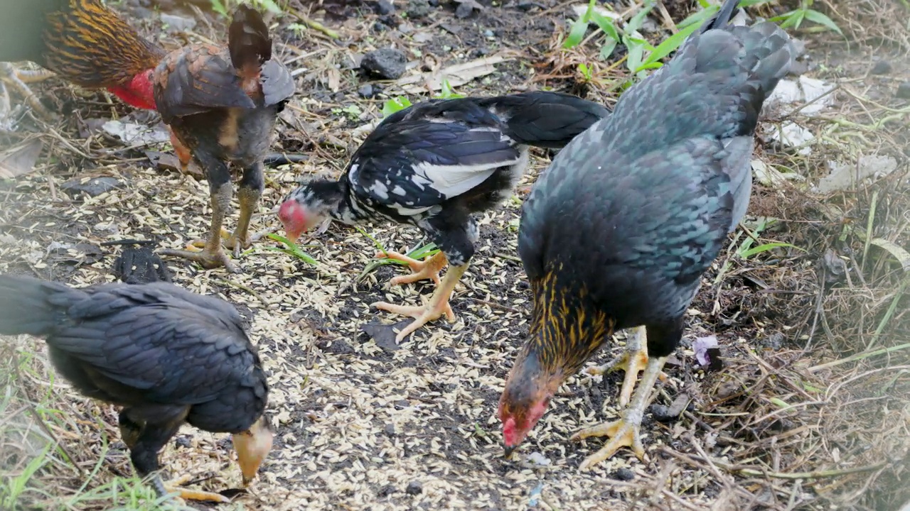 一群自由放养的鸡(gallus domesticus)在花园里的地上觅食视频素材